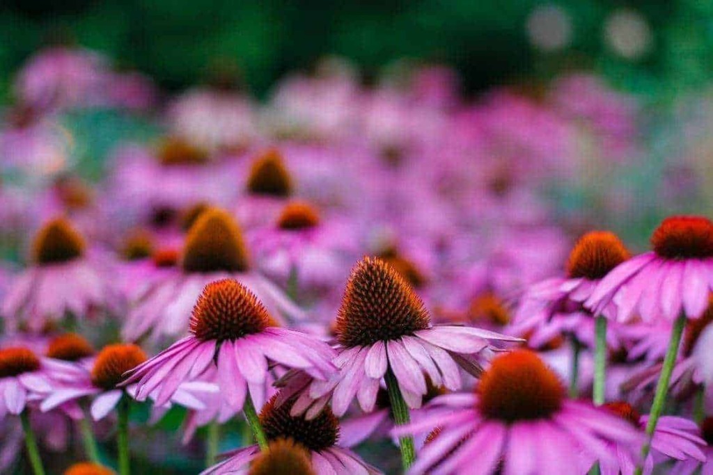 fiori di Bach: Fiore di Echinacea rosa con petali lunghi 
