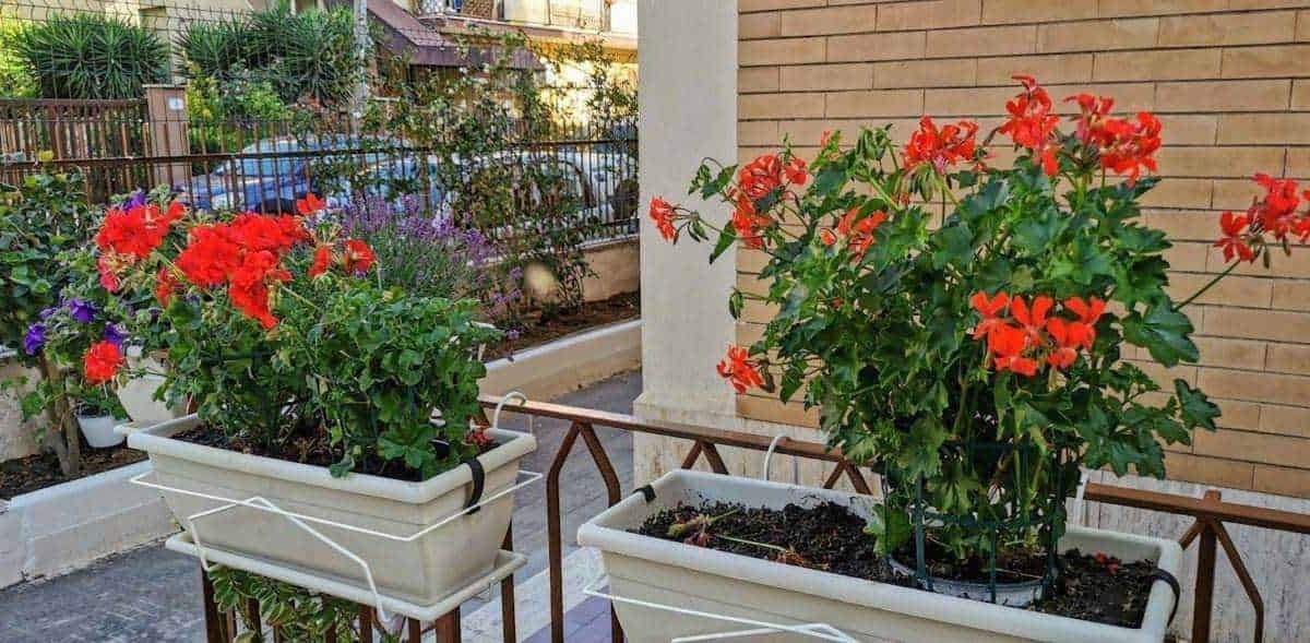 Quali fioriere scegliere per balcone e terrazzo