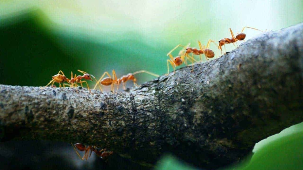 Formiche su un ramo di albero, dettaglio di insetti sociali, natura e vita selvaggia.