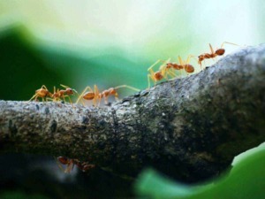 Formiche su un ramo di albero, dettaglio di insetti sociali, natura e vita selvaggia.