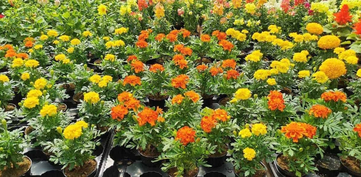 Crisantemi fiori autunnali dai colori vivaci