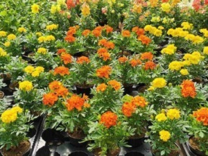 Crisantemi fiori autunnali dai colori vivaci