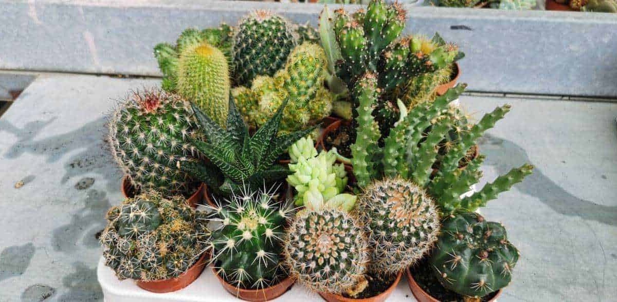 Cereus varietà cactus ideale per i pigri