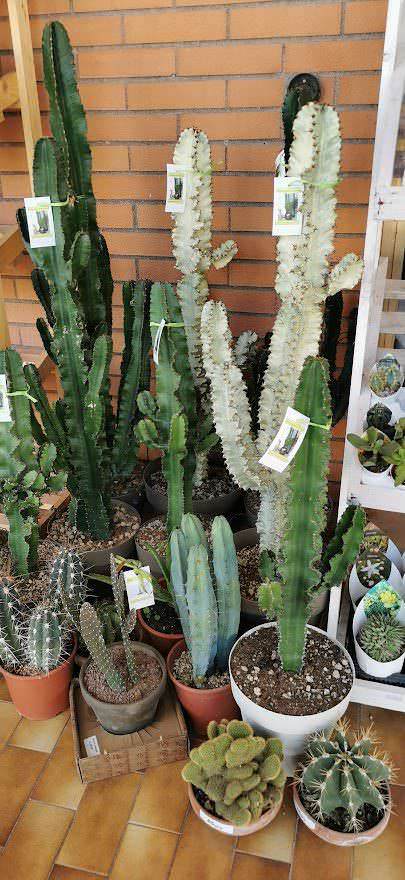 Cereus varietà cactus ideale