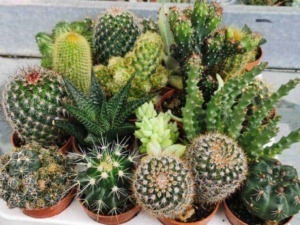 Cereus varietà cactus ideale per i pigri
