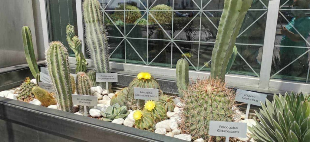 cactus esempi di succulente rosa 