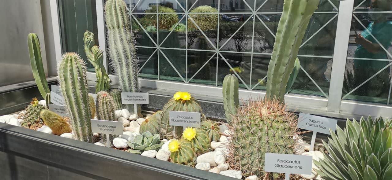 Cereus varietà cactus ideale per i pigri
