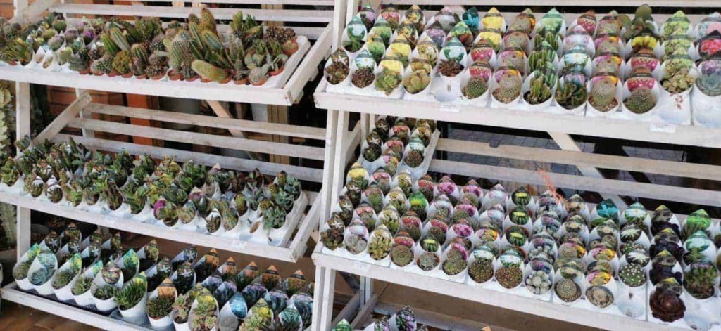 Vasi di cactus e piante succulente 