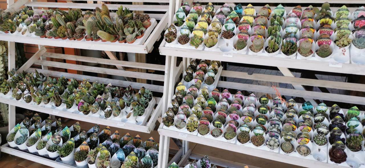 Varietà cactus ideale per i pigri