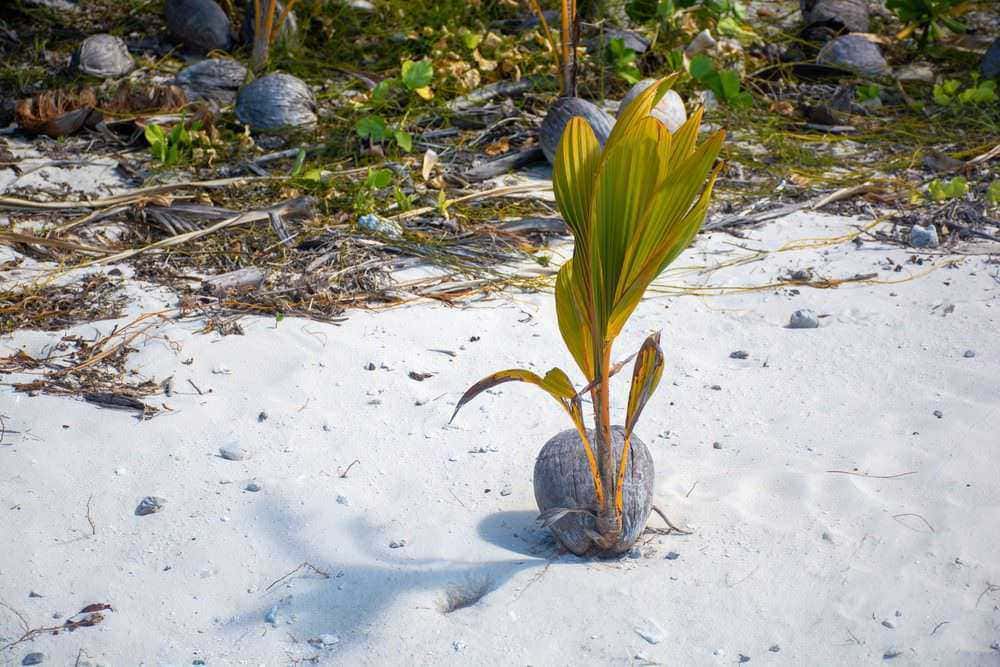 Pianta di palma in crescita sulla spiaggia con sabbia bianca e vegetazione naturale sullo sfondo.