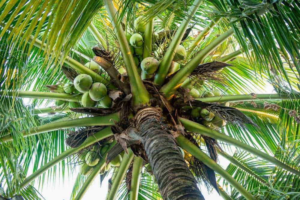 Codice: palm-tree-coconuts.