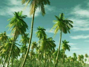 Palme tropicali in una spiaggia soleggiata con cielo sereno, atmosfera di relax e natura esotica, ideale per vacanze e palm garden.