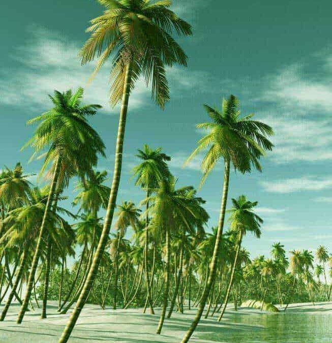 Palme tropicali in una spiaggia soleggiata con cielo sereno, atmosfera di relax e natura esotica, ideale per vacanze e palm garden.