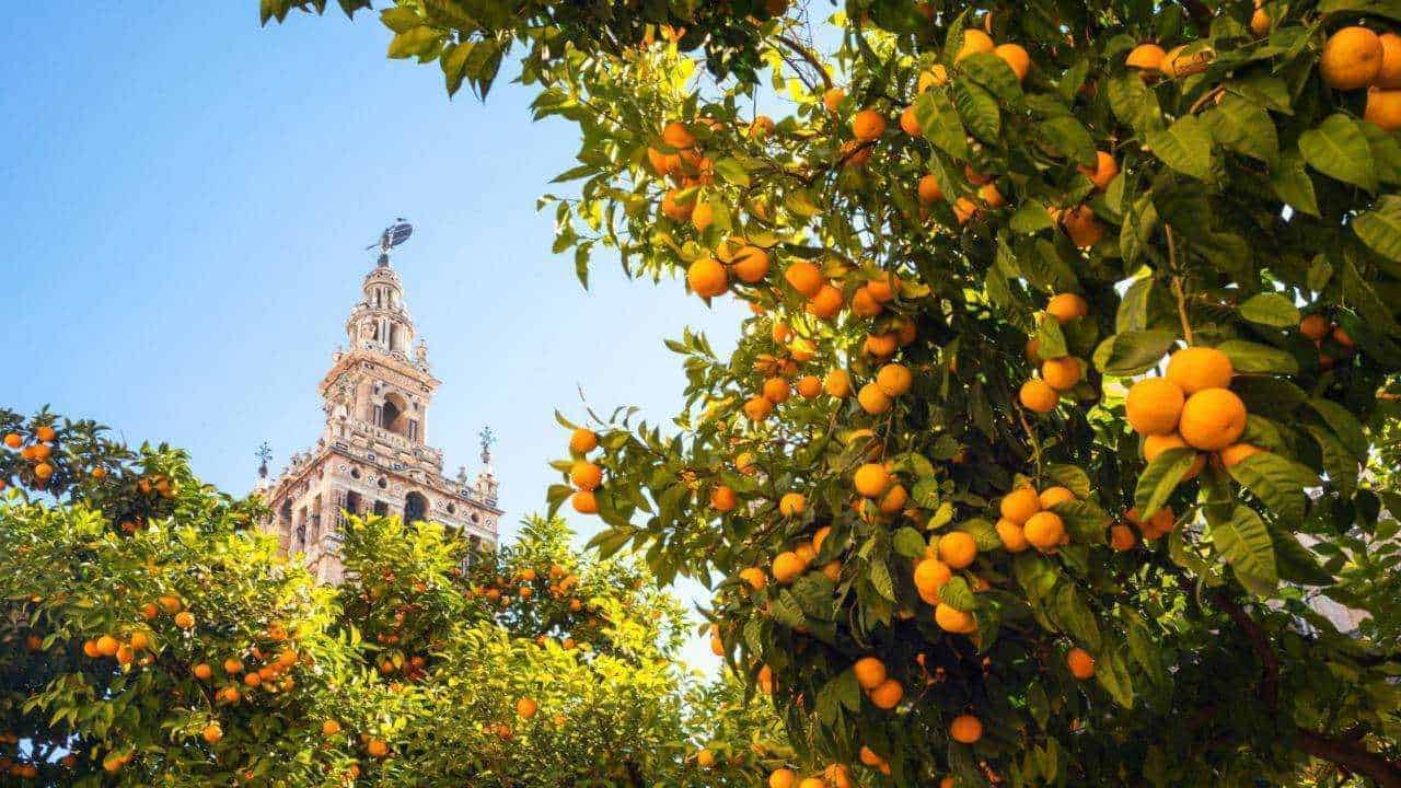 Vista panoramica di Siviglia con la Giralda e la Cattedrale
