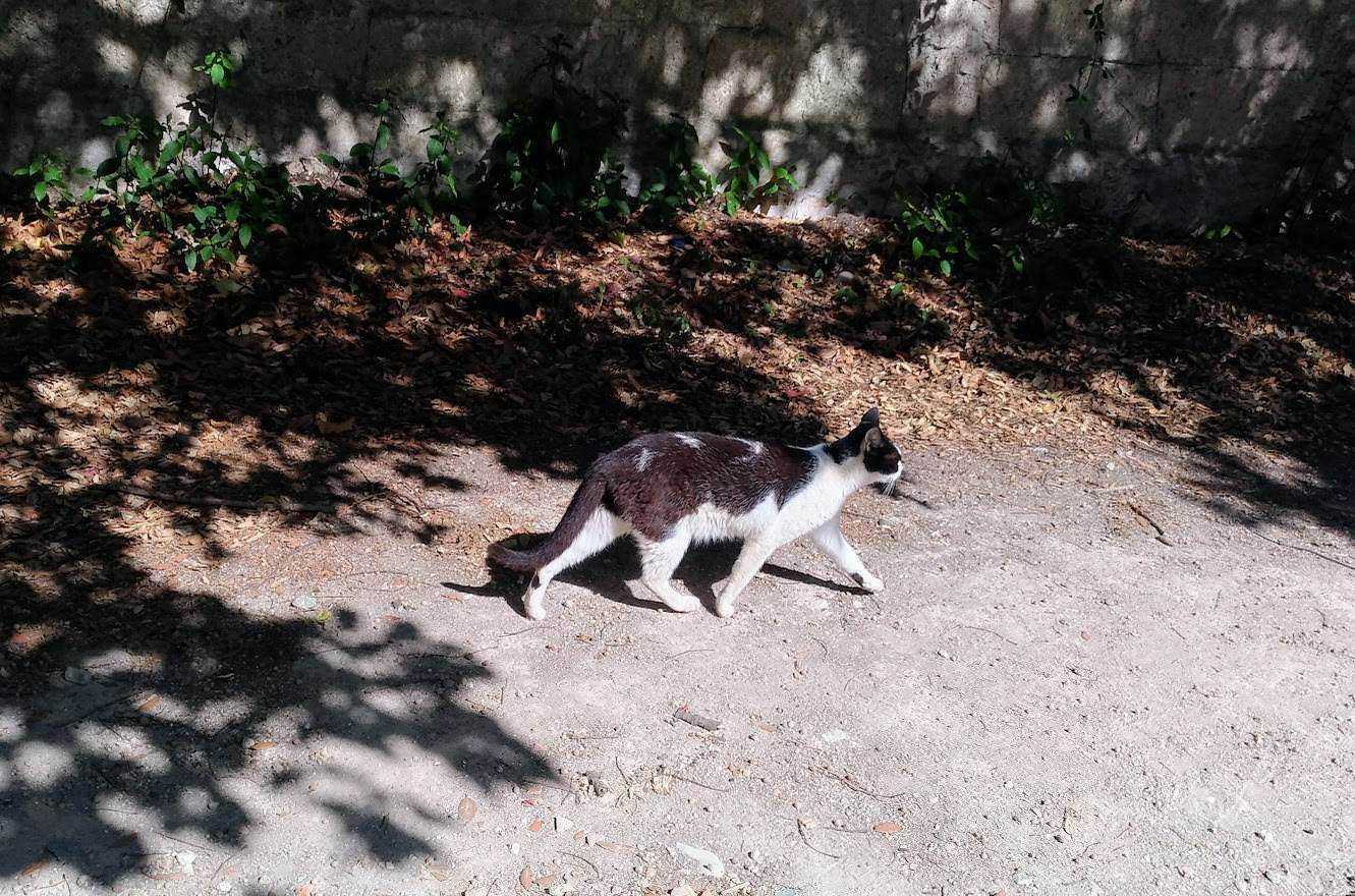 Gatto che passeggia sull'asfalto soleggiato con ombre di foglie sullo sfondo, ambientazione urbana tranquilla e naturale, attenzione alla luce e ai dettagli del pelo.