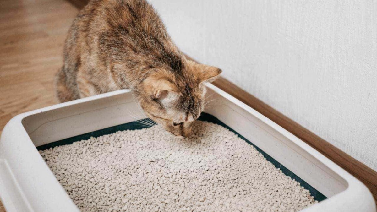 Gatto che utilizza una lettiera per animali domestici in casa, cura e igiene del felino, ambiente confortevole e pulito, attenzione al benessere degli animali domestici.
