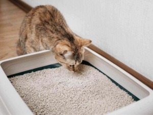 Gatto che utilizza una lettiera per animali domestici in casa, cura e igiene del felino, ambiente confortevole e pulito, attenzione al benessere degli animali domestici.