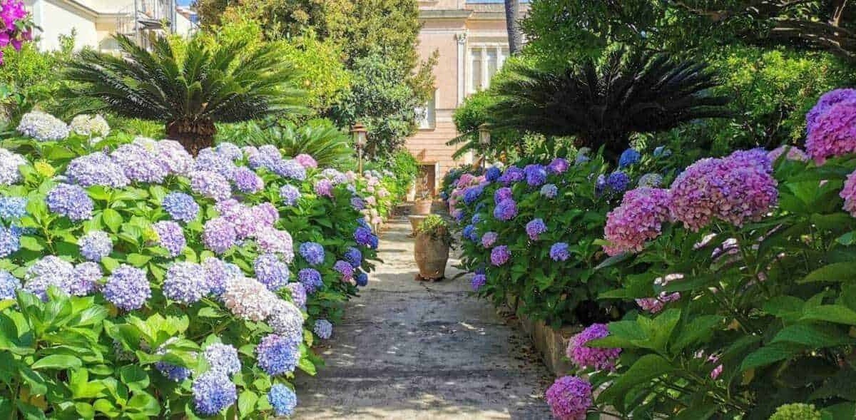 Colorate garden di ortensie rosa e blu lungo un vialetto con piante tropicali e un antico edificio in background, perfetto per fotografie di paesaggi e giardini mediterranei.