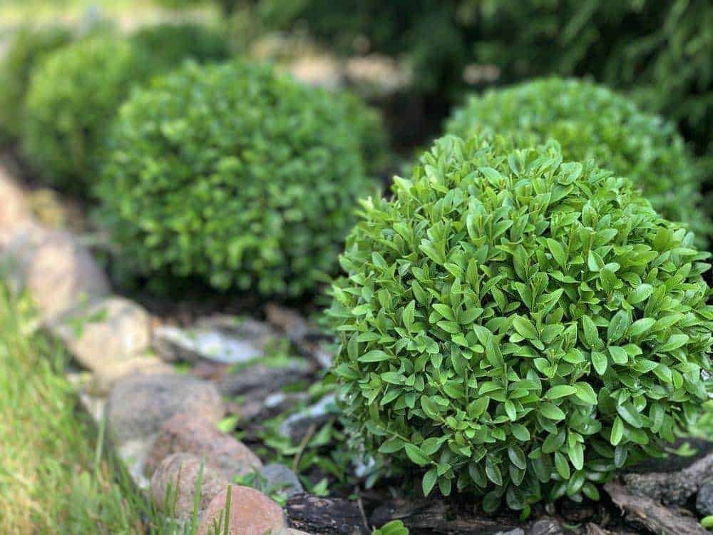 7 Piante fiorite che vogliono ombra - Bosso comune (Buxus sempervirens)