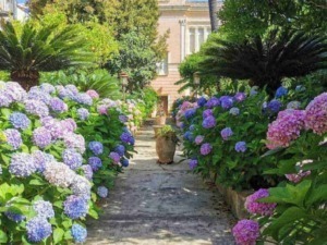 Colorate garden di ortensie rosa e blu lungo un vialetto con piante tropicali e un antico edificio in background, perfetto per fotografie di paesaggi e giardini mediterranei.