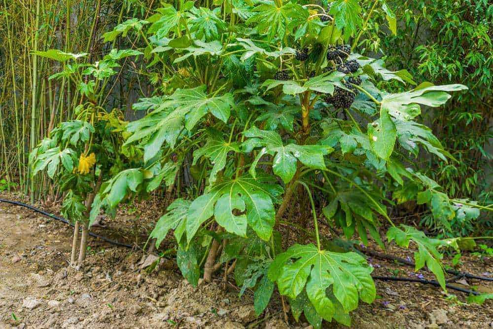 Zanzara-papaya-albero-di-papaya-piante-di-frutta-orto-natural-giardino-aziendale-giardiniere-zone-verdi.