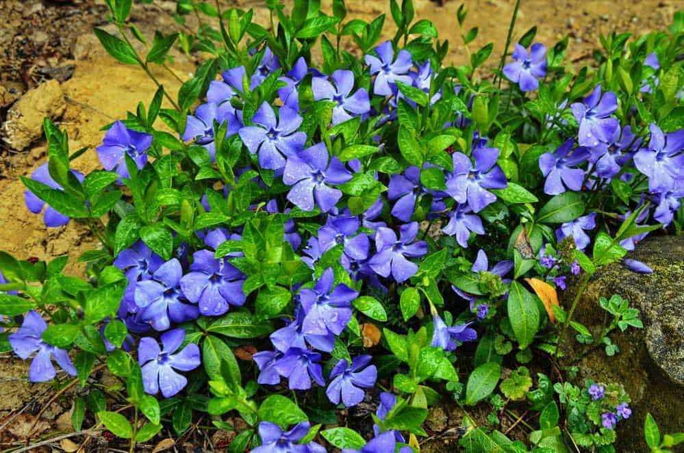 Vinca minor, pianta ornamentale con fiori viola e foglie lucide, ideale per giardini e bordure. Pianta resistente e facile da coltivare che aggiunge colore e verde allo spazio esterno.