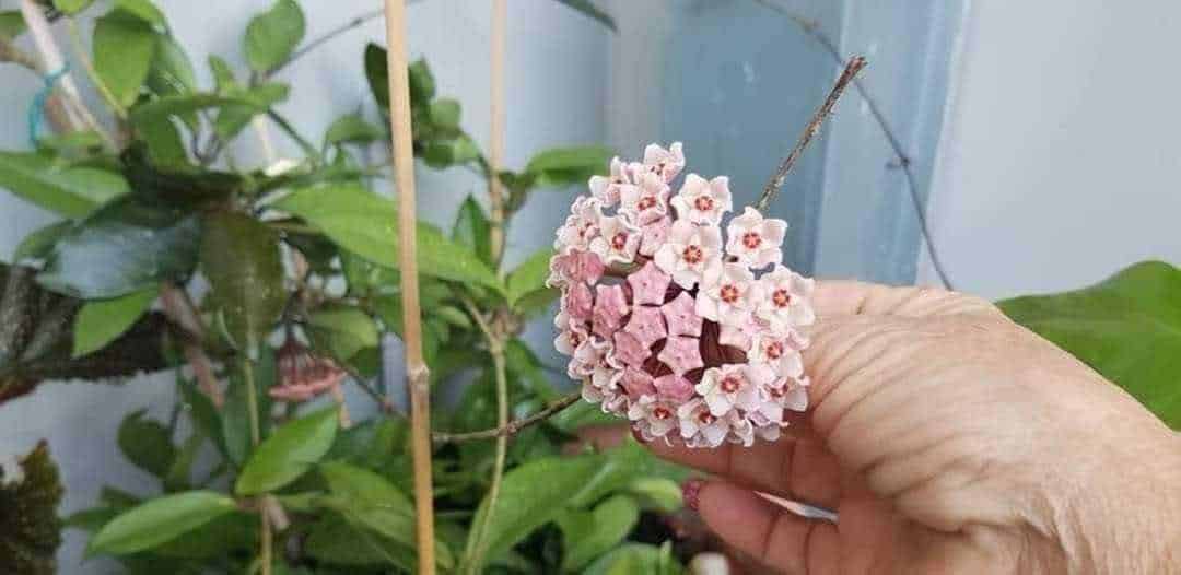 Ortensie in fiore, con grandi infiorescenze rosa e foglie verdi, in un giardino ombreggiato.