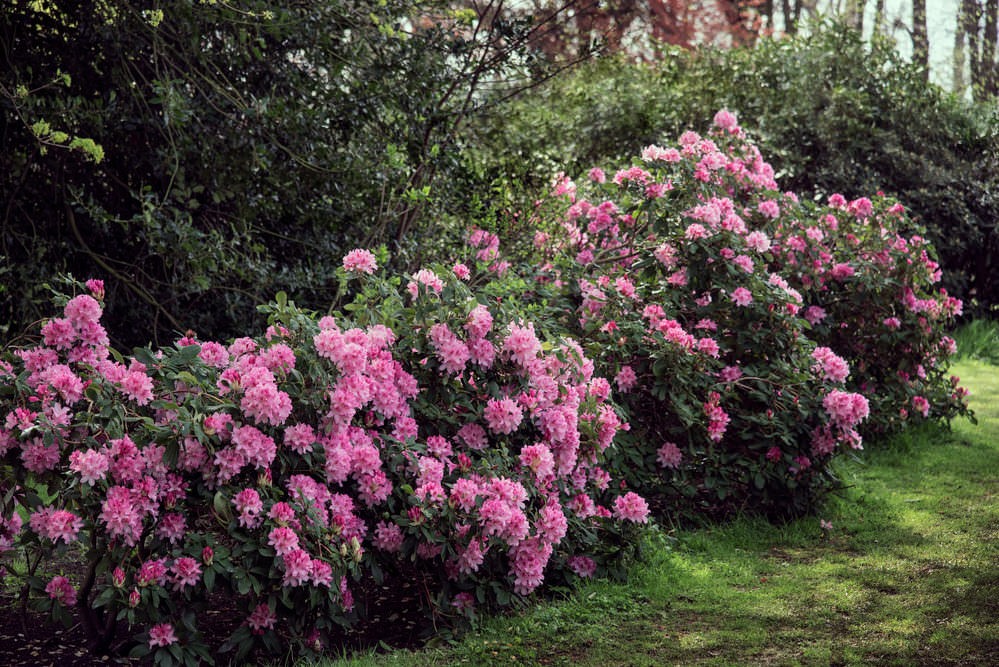 7 Piante fiorite che vogliono ombra - Rododendro 