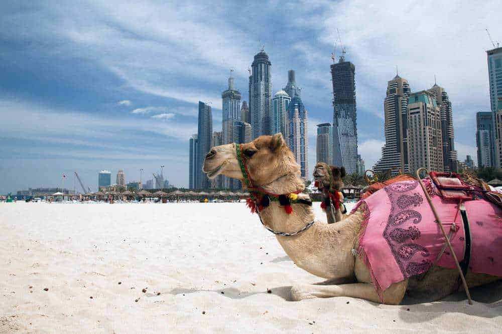 Cosa fa un calciatore nella vita privata: passione auto? 2 Cosa fa un calciatore nella vita privata: cammello sulla spiaggia dubai