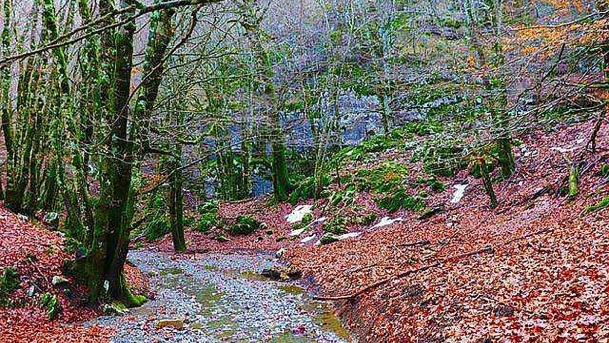 Tranquillo sentiero nel bosco autunnale con foglie cadute e alberi verdi e rossastri, percorso naturalistico immerso nella natura.