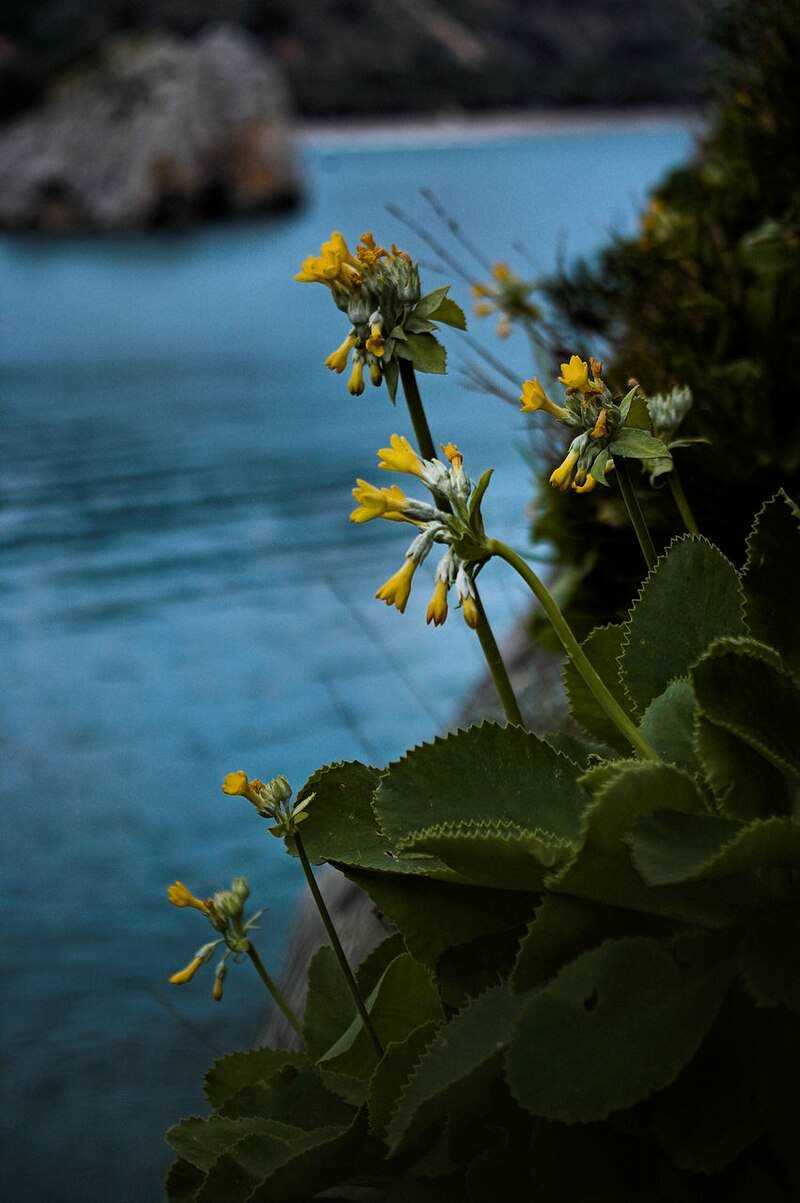 Cosa vedere nel parco del Cilento e Vallo di Diano 6 Fiore giallo su sfondo di lago blu, natura e paesaggio, piante e fiori, ambiente naturale, scena paesaggistica, gadget e decorazioni naturali, flora selvatica.