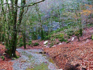 Tranquillo sentiero nel bosco autunnale con foglie cadute e alberi verdi e rossastri, percorso naturalistico immerso nella natura.