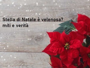 Fiore di Poinsettia natalizia su sfondo in legno con neve artificiale, tema delle festività e delle tradizioni natalizie.