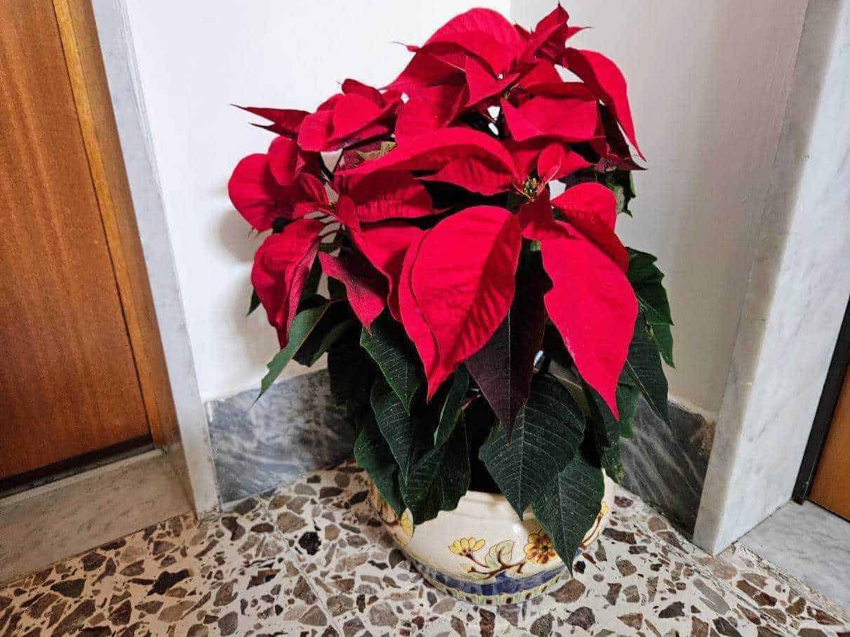Fiore di Poinsettia natalizia su sfondo in legno con neve artificiale, tema delle festività e delle tradizioni natalizie.
