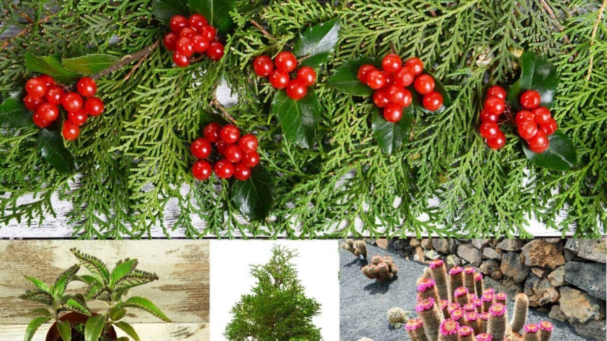 Rami di agrifoglio con bacche rosse e foglie verde scuro, decorazione natalizia naturale, ambientazione festiva e tradizionale.