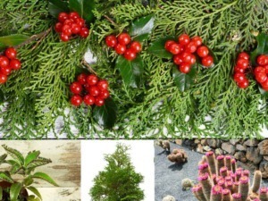 Rami di agrifoglio con bacche rosse e foglie verde scuro, decorazione natalizia naturale, ambientazione festiva e tradizionale.