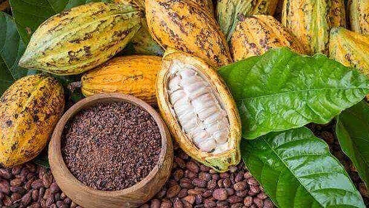 Cacao e semi di cacao freschi e in polvere, con foglie di albero di cacao verdi, per produrre cioccolato e prodotti derivati.