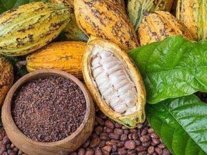 Cacao e semi di cacao freschi e in polvere, con foglie di albero di cacao verdi, per produrre cioccolato e prodotti derivati.