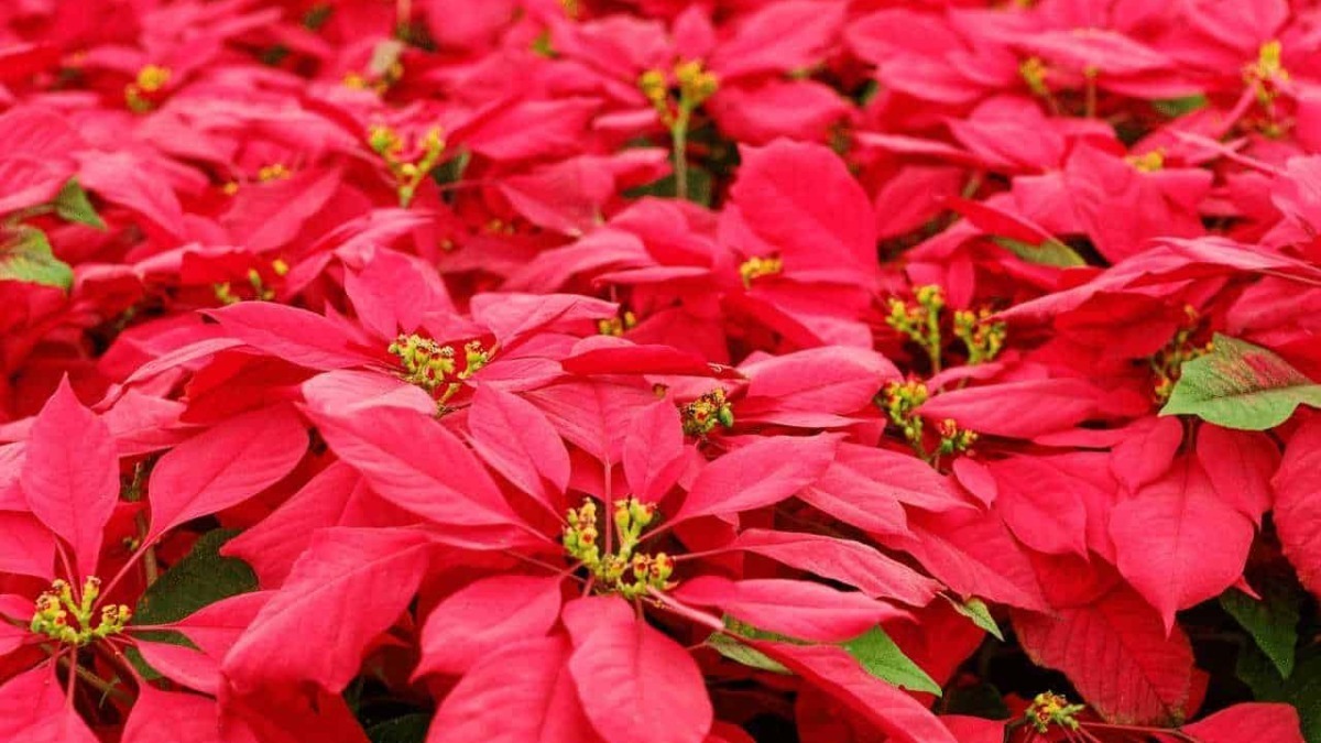 Guida alle decorazioni natalizie: utilizzare Stelle di Natale con eleganza