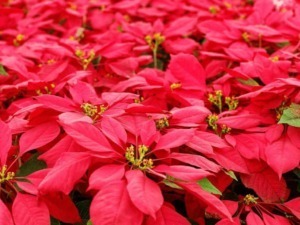 Guida alle decorazioni natalizie: utilizzare Stelle di Natale con eleganza