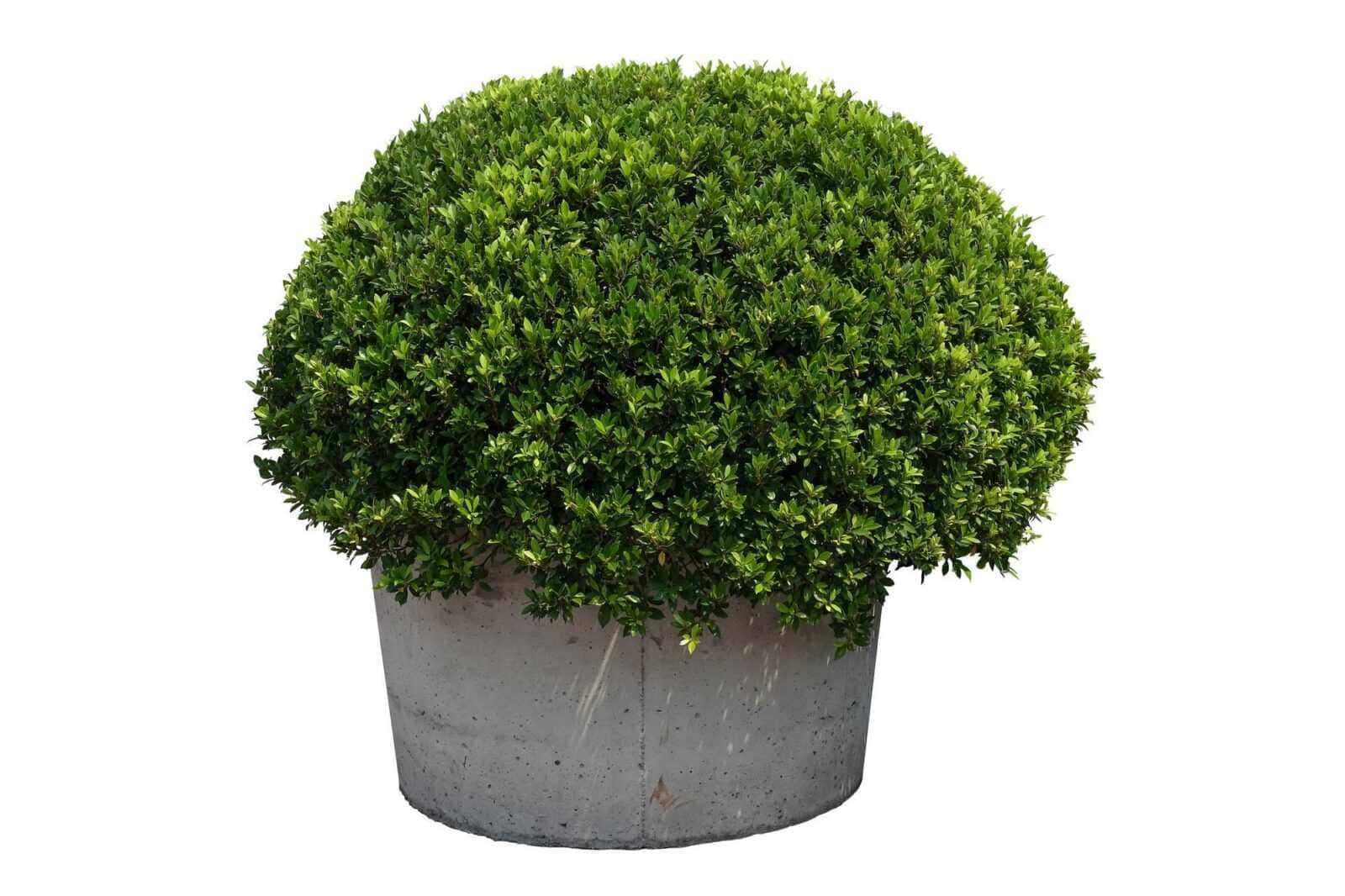 Un cespuglio verde di arbusto in vaso di cemento, isolato su sfondo bianco, decorazione da giardino, piante ornamentali, elemento di design paesaggistico, ideas di arredamento outdoor, piante da interno ed esterno, cura delle piante.