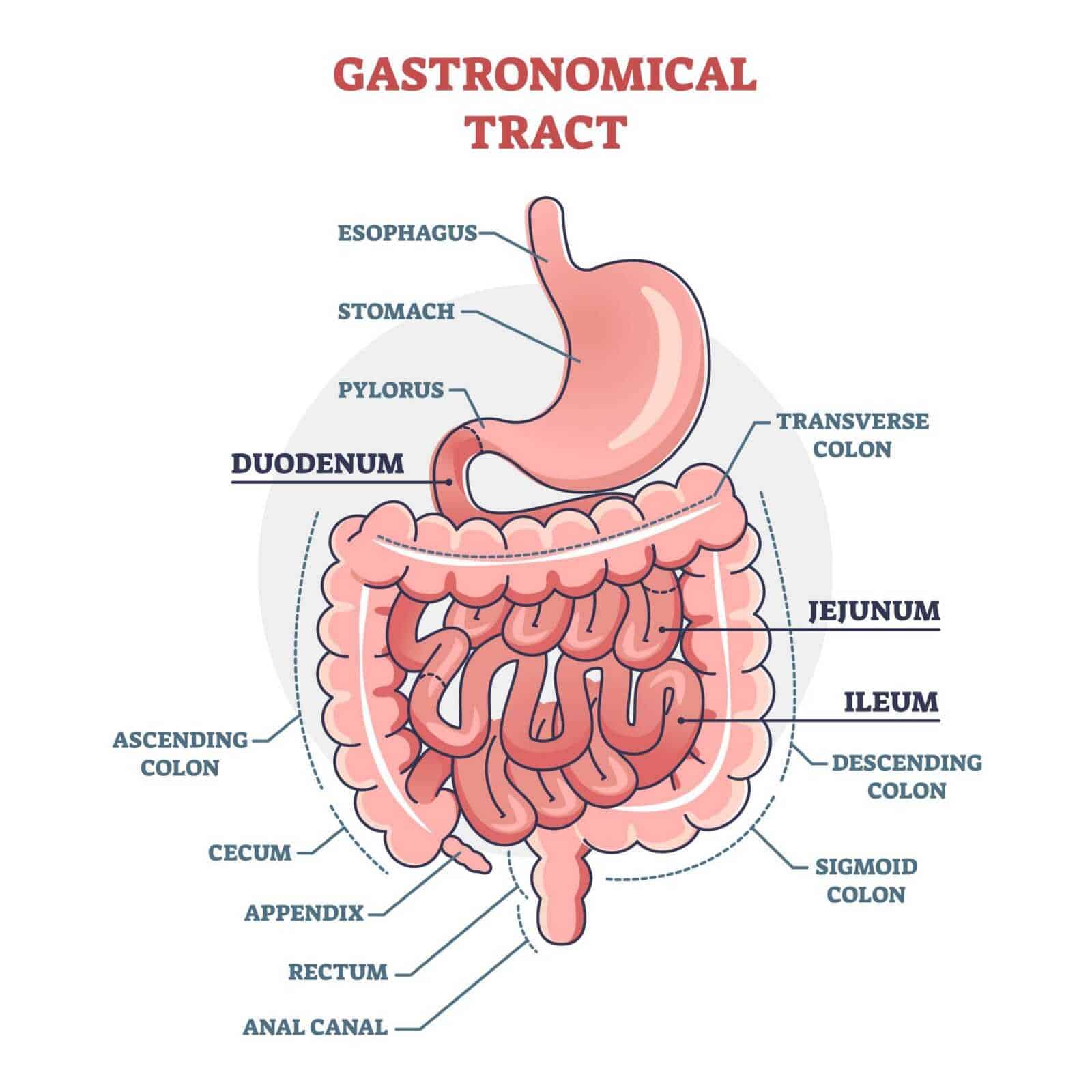 Perdita di peso con la chirurgia bariatrica: quale scegliere?  Tratto dell'intestino