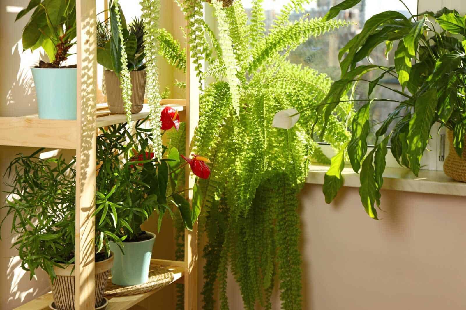 14 Piante da interno che rilasciano ossigeno