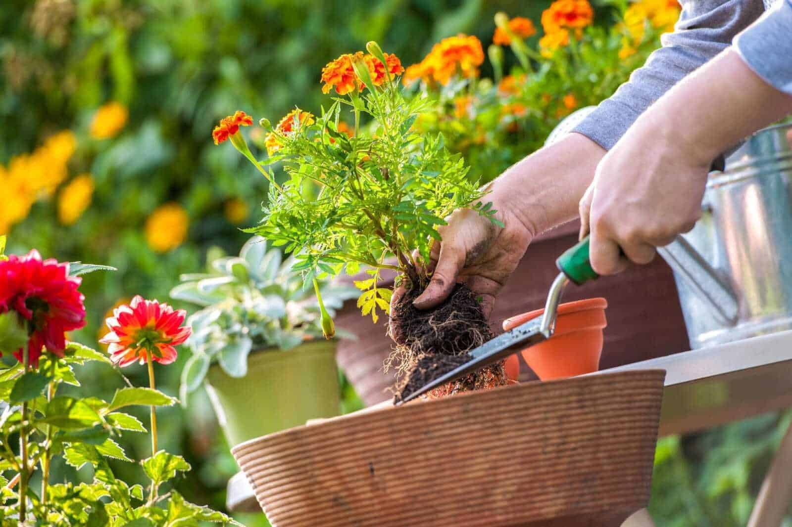 Cura del giardino e del prato erboso in primavera: 3 step