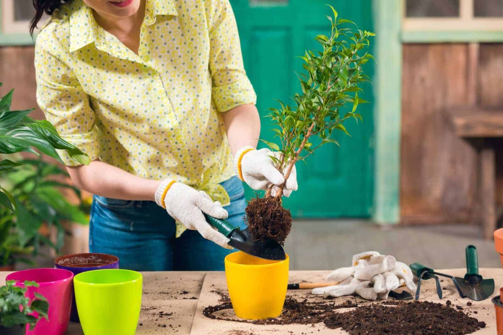 Cura del giardino e del prato erboso in primavera: 3 step