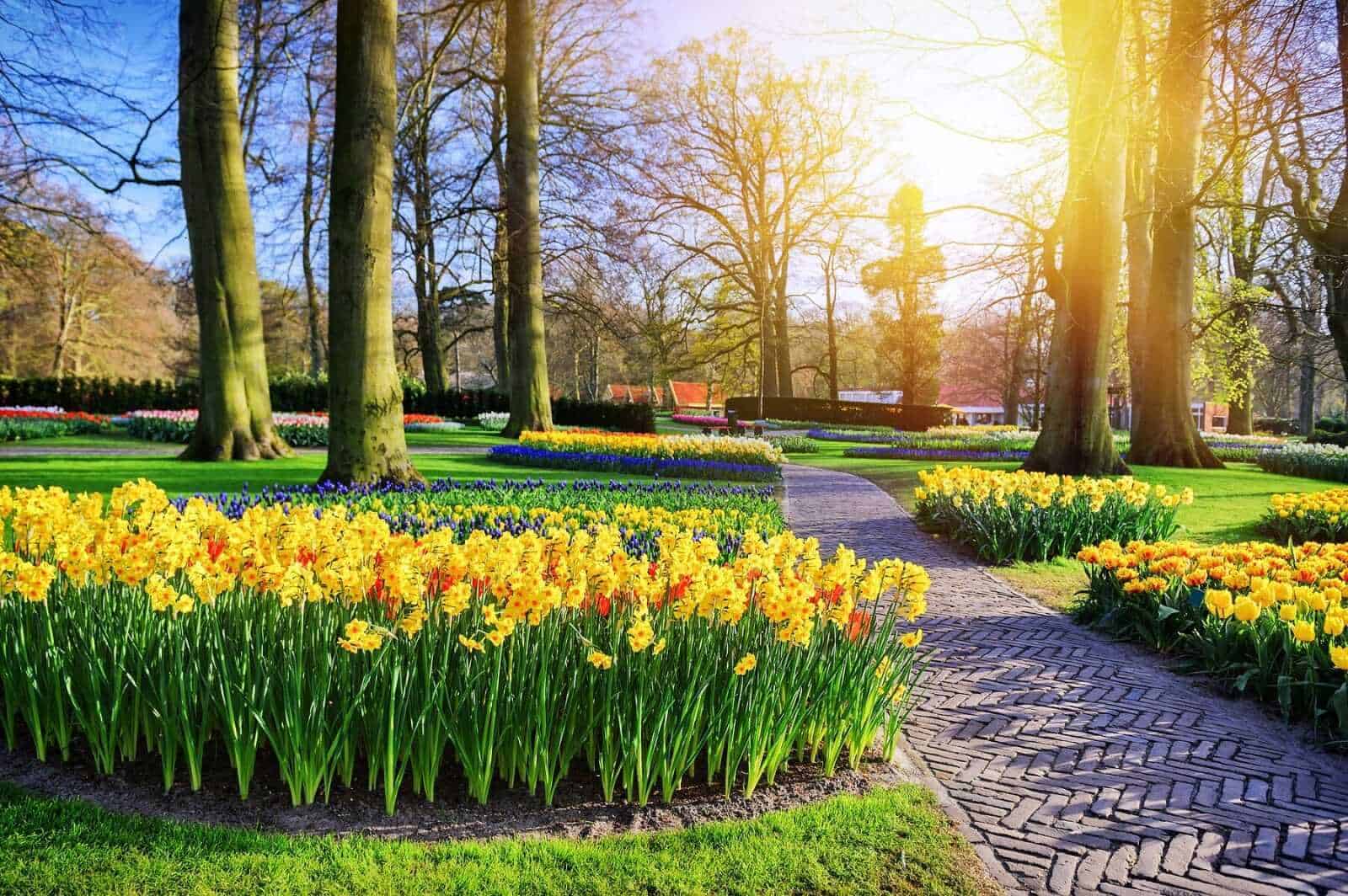 Fiori da seminare a marzo e fioriture di primavera: guida e festival 12 Inghilterra - narciso giallo
