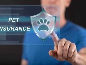 Assicurazione per animali domestici con scudo e zampa, innovativa protezione per il tuo pet. Soluzioni assicurative affidabili e personalizzate per la salute e il benessere del tuo animale.