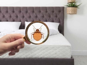 Pericolo di acari del letto osservato attraverso lente magnifica, famiglia con allergie dovrebbe prestare attenzione a pulizia e ventilazione.