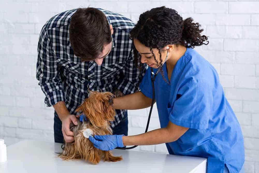 Perché assicurare la salute dei cuccioli?