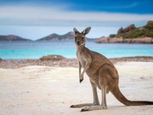 Alt text: Kangaroo sulla spiaggia con mare blu e paesaggi montuosi sullo sfondo, ambiente naturale e selvaggio.